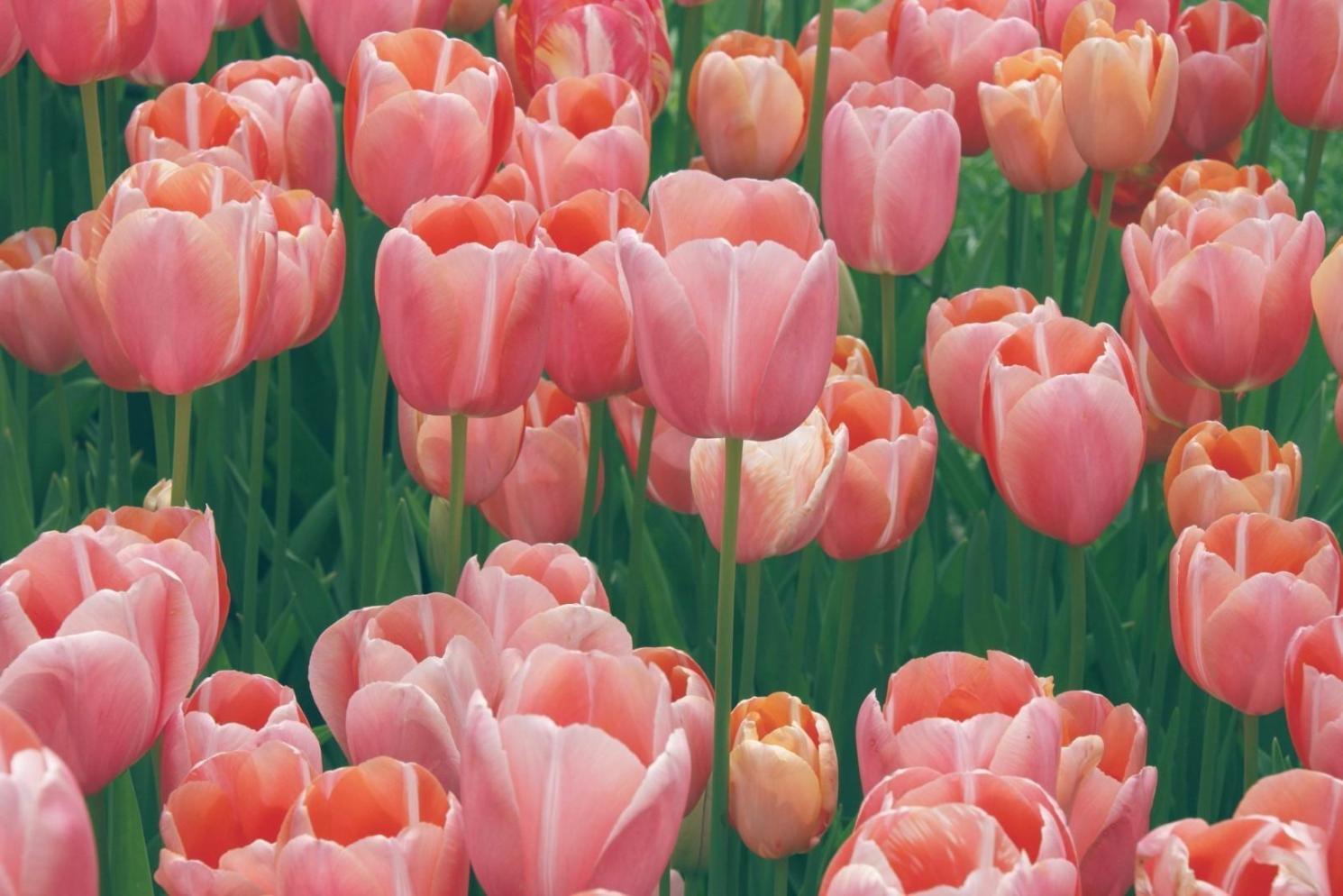 Participantes de la comunidad floral